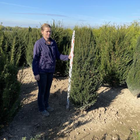 Taxus baccata 'Fastigiata'